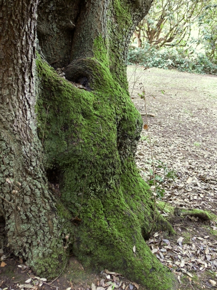 Bois des Moutiers (41) Mai 2012